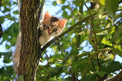 猫五行|养猫的风水讲究 家里养猫对风水好吗